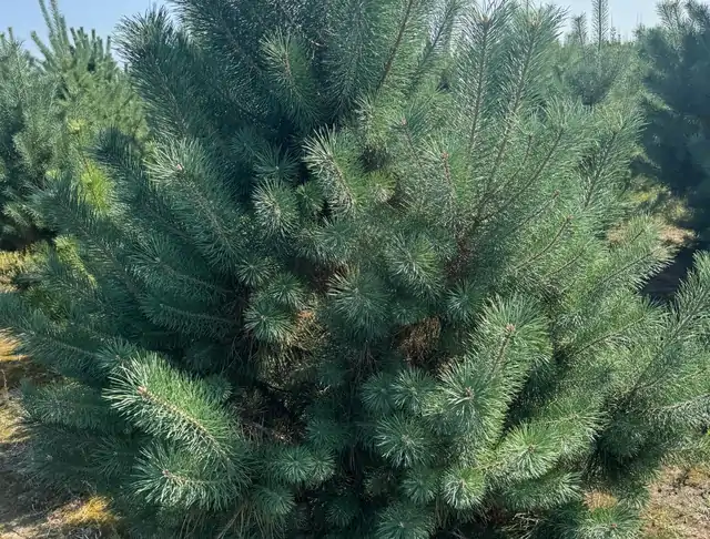 Sosna pospolita (Pinus sylvestris) – okaz 9 z oferty szkółki