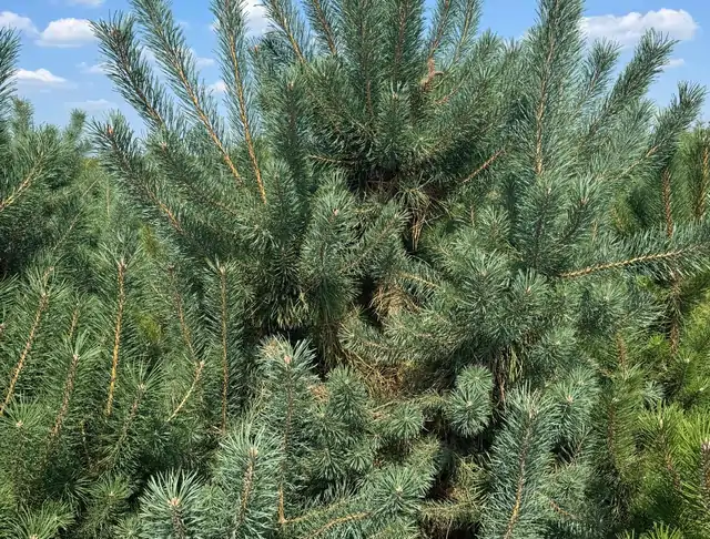 Sosna pospolita (Pinus sylvestris) – okaz 10 z oferty szkółki