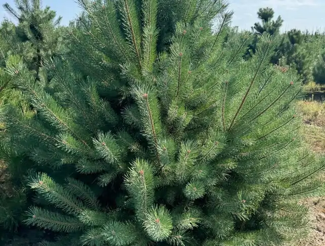 Sosna pospolita (Pinus sylvestris) – okaz 11 z oferty szkółki