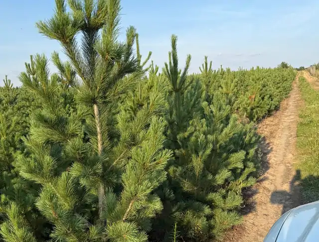 Sosna Rumelijska (Pinus peuce) – okaz 1 z oferty szkółki