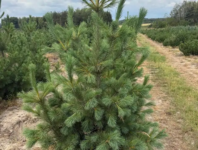 Sosna Rumelijska (Pinus peuce) – okaz 2 z oferty szkółki
