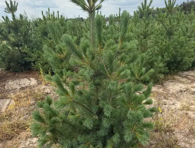 Sosna Rumelijska (Pinus peuce) – okaz 4 z oferty szkółki