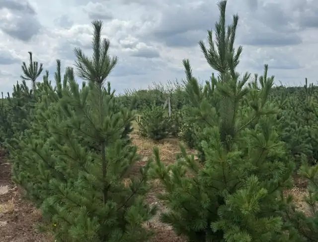 Sosna Rumelijska (Pinus peuce) – okaz 5 z oferty szkółki
