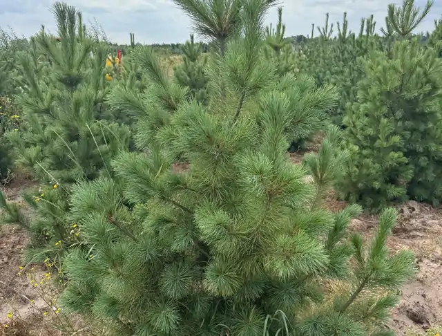 Sosna Rumelijska (Pinus peuce) – okaz 6 z oferty szkółki