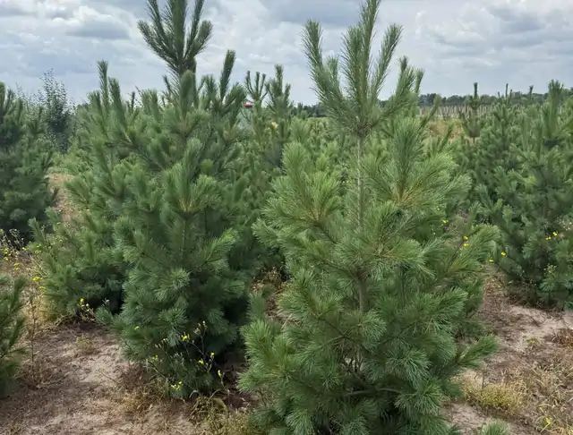 Sosna Rumelijska (Pinus peuce) – okaz 7 z oferty szkółki