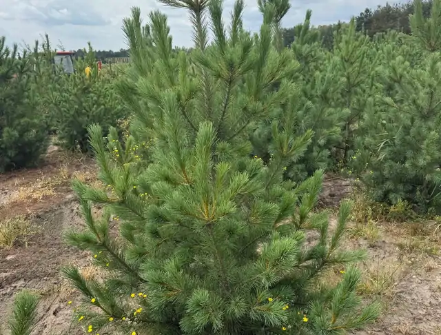 Sosna Rumelijska (Pinus peuce) – okaz 8 z oferty szkółki