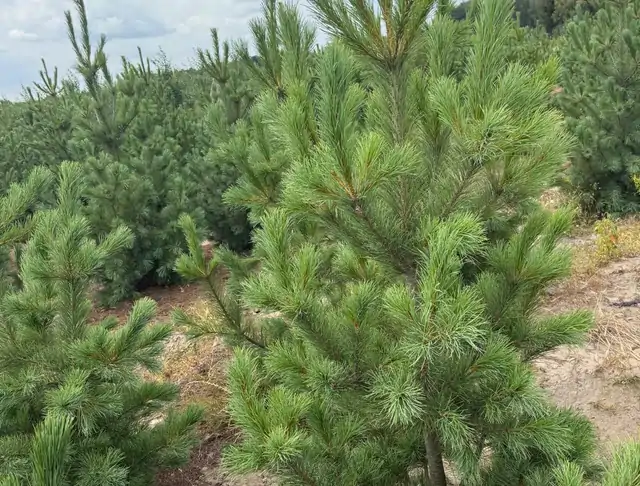 Sosna Rumelijska (Pinus peuce) – okaz 9 z oferty szkółki
