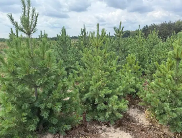 Sosna Rumelijska (Pinus peuce) – okaz 10 z oferty szkółki