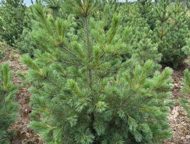 Sosna Rumelijska (Pinus peuce) – okaz 11 z oferty szkółki