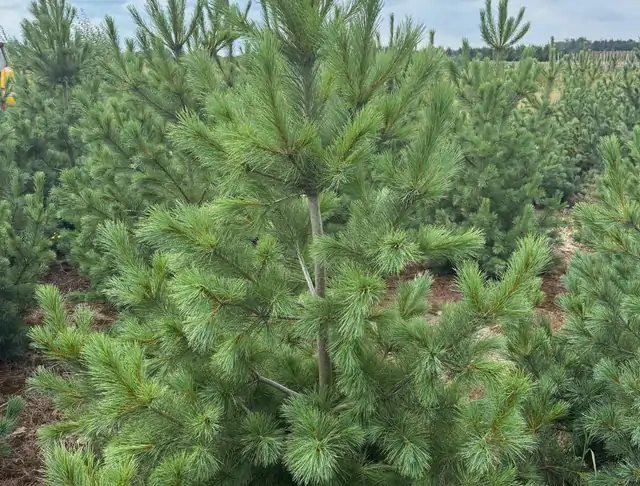 Sosna Rumelijska (Pinus peuce) – okaz 12 z oferty szkółki