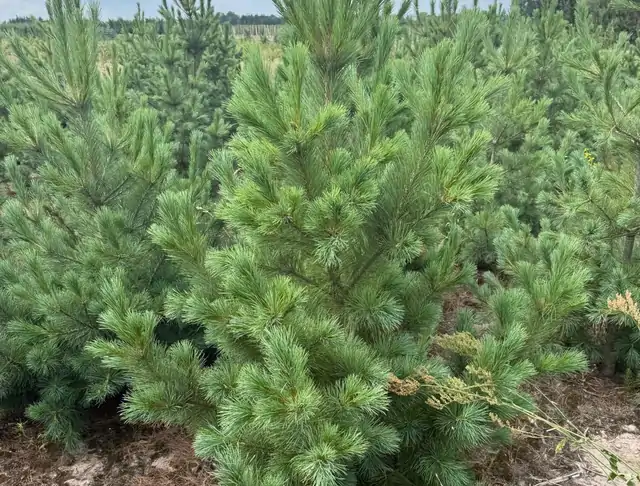 Sosna Rumelijska (Pinus peuce) – okaz 13 z oferty szkółki