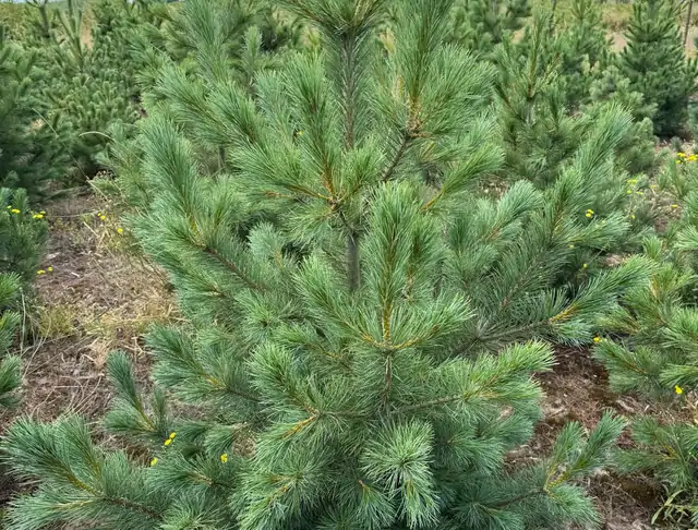 Sosna Rumelijska (Pinus peuce) – okaz 14 z oferty szkółki