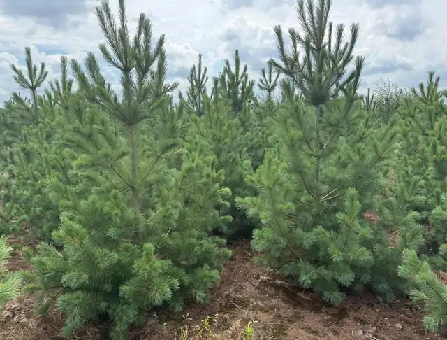 Sosna Rumelijska (Pinus peuce) – okaz 15 z oferty szkółki