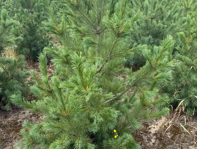 Sosna Rumelijska (Pinus peuce) – okaz 16 z oferty szkółki