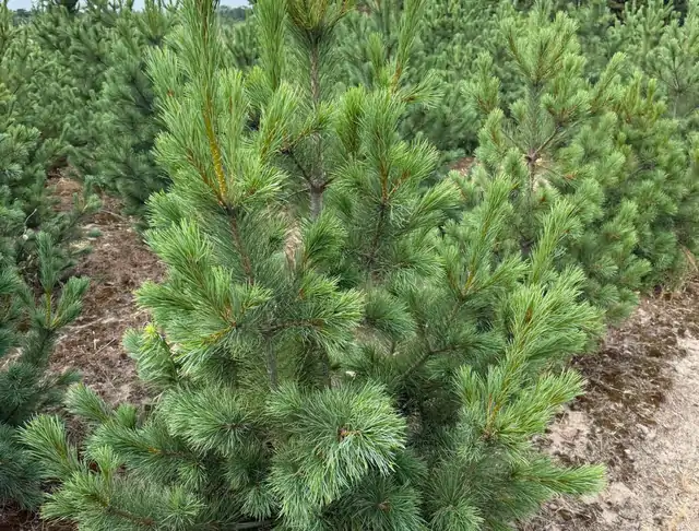 Sosna Rumelijska (Pinus peuce) – okaz 17 z oferty szkółki