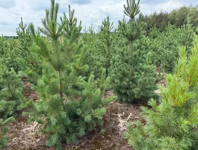 Sosna Rumelijska (Pinus peuce) – okaz 18 z oferty szkółki