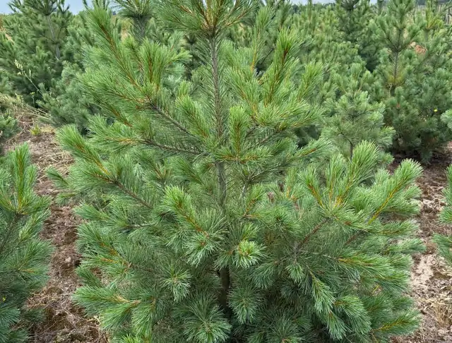 Sosna Rumelijska (Pinus peuce) – okaz 19 z oferty szkółki