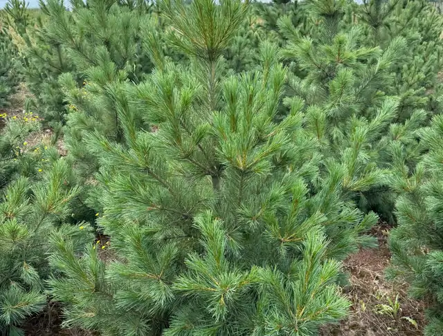 Sosna Rumelijska (Pinus peuce) – okaz 20 z oferty szkółki