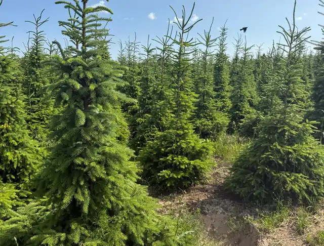Świerk (Picea abies) – okaz 2 z oferty szkółki