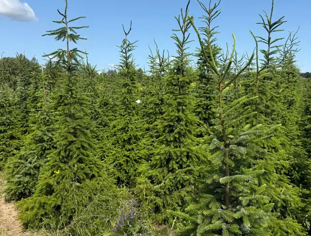 Świerk (Picea abies) – okaz 3 z oferty szkółki