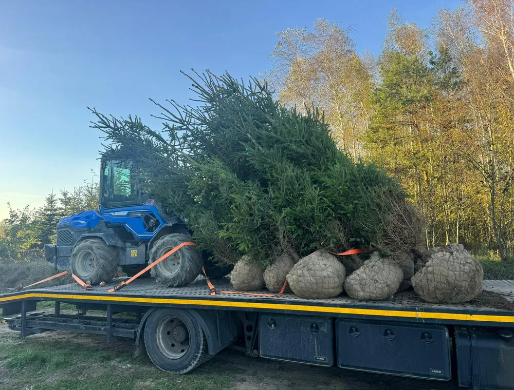 Maszyny Duże Drzewa – zdjęcie 64